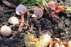 Vermi Compost Manufacturing Plant Project Report 2024: Machinery Requirements, S