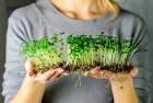 Microgreens Manufacturing Plant Project Report 2024: Raw Materials Requirement a