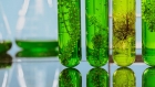 Biofuel Manufacturing Plant Project Report 2024