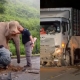 Anak maut dilanggar, terperosok bawah lori… Video ibu gajah setia menunggu sampai hari cerah undang sebak