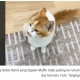 Kucing Rafizi nama Muffin hilang di Putrajaya