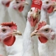 Rakyat Amerika diseru bela ayam, harga telur cecah RM35 se-papan!