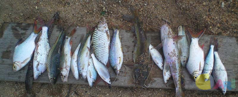 Gambar Ikan Dalam Sungai Sajian ikan  sungai  kini di Kampung Baru Isu Semasa 