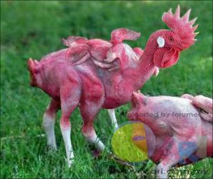 mutant-chicken-final-copy-1-300x253.jpg