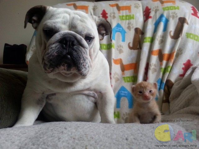 Bulldog-and-Kitten-640x480.jpg