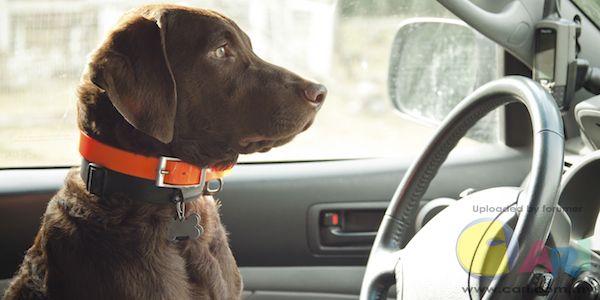 dog-driving-elite-daily.jpg