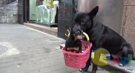 dog-carrying-puppy.jpg