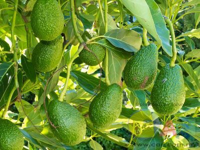 avocado-tree.jpg