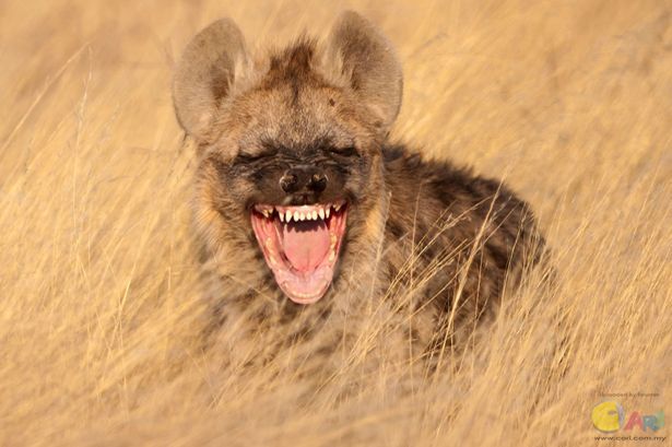 Hyena appears to be laughing-1514747.jpg