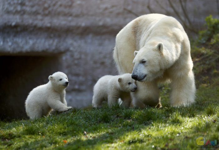 ad131735818twin-polar-bear.jpg