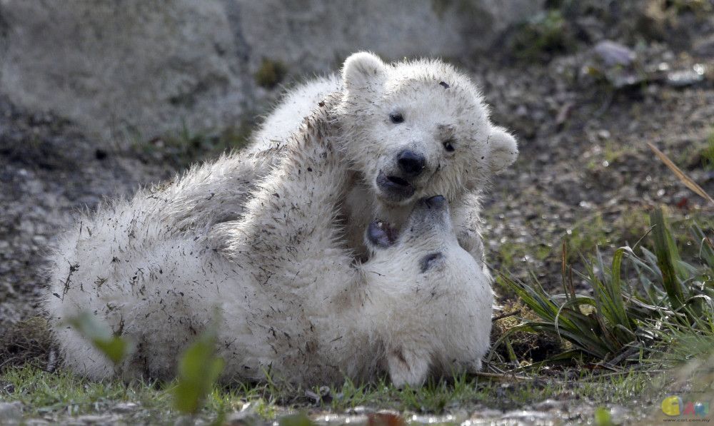 ad131742810twin-polar-bear.jpg