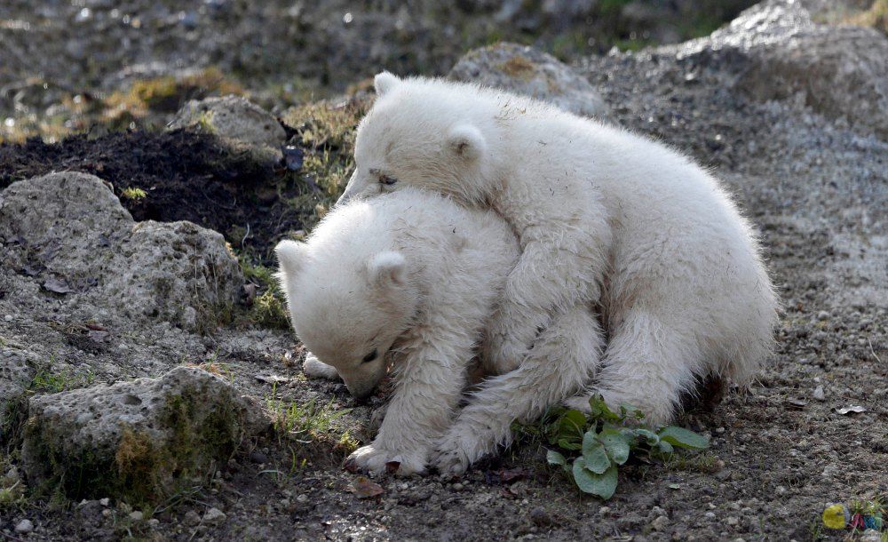 ad131743118twin-polar-bear.jpg