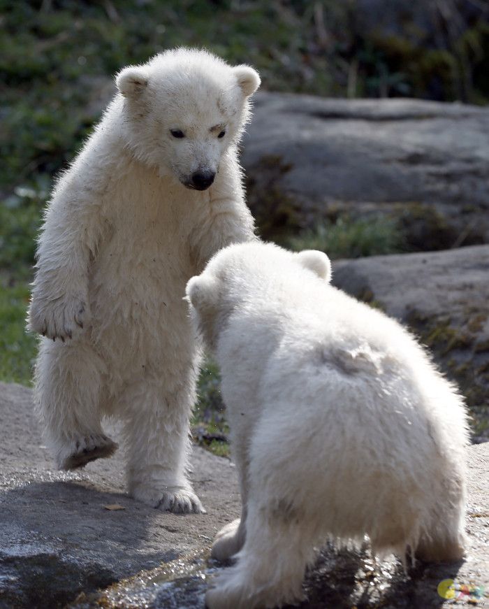 ad131743183twin-polar-bear.jpg