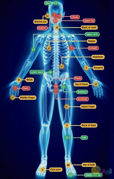 Bee-stings--Where-it-hurts-most-to-be-stung-by-a-bee-3384263.jpg