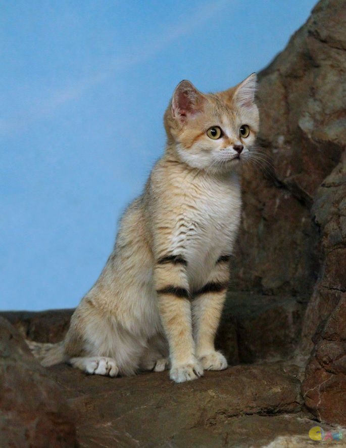 sANDCAT11.jpg