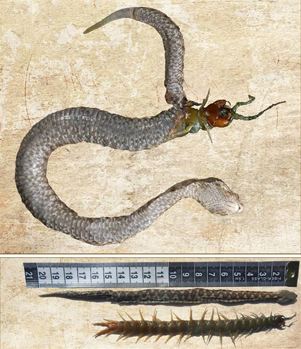 a99376_snake-eat_7-centipede (1).jpg