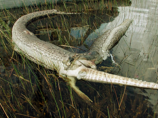 a99376_snake-eat_3-alligator.jpg