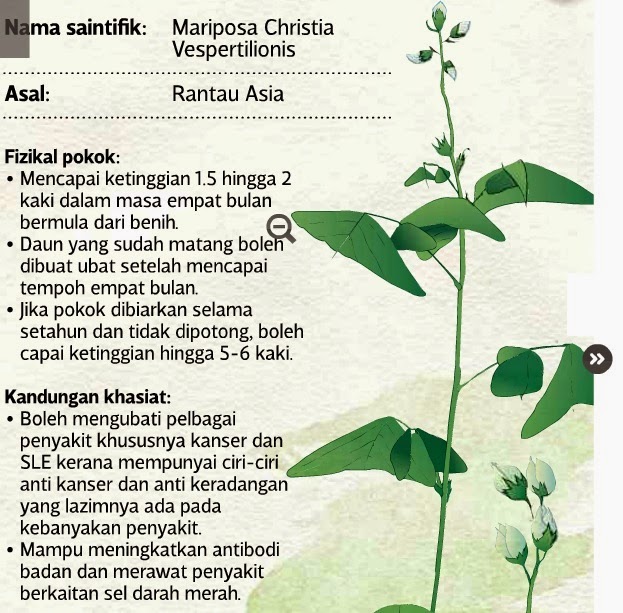 Nama Ubat Yang Boleh Menggugurkan Kandungan - Berubat x