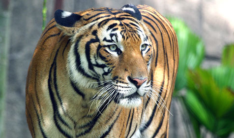 harimau malaya 2.jpg