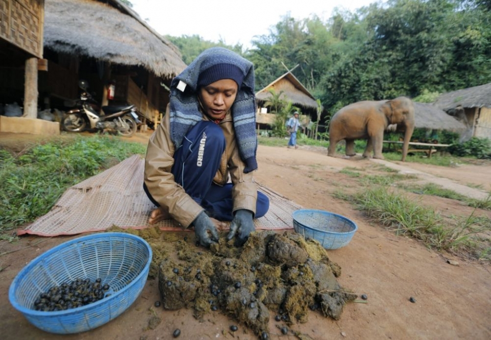 black-ivory-coffee-a-coffee-brewed-from-beans-that-have-been-through-an-elephant.jpg