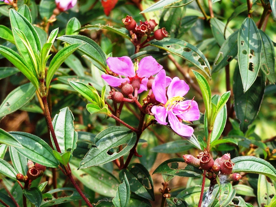  Pokok Kemunting  Haiwan Tumbuhan Gambar Video 