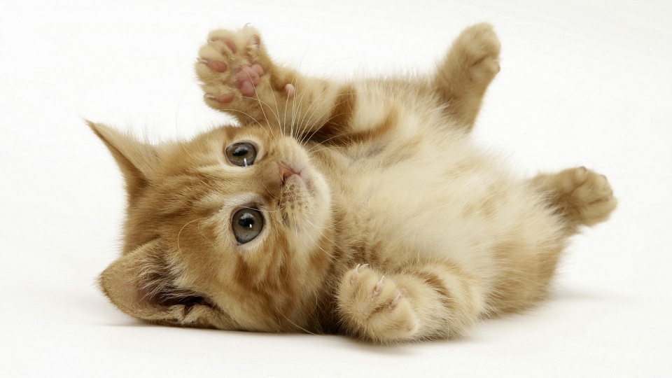 1562-cute-little-cat.jpg