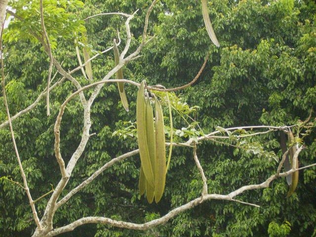 Pokok Beko Koleksi Gambar  Video Gambar  Video 