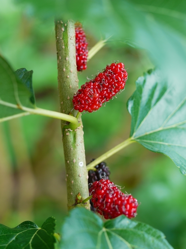 POKOK MULBERI - Koleksi Gambar & Video - Gambar & Video 