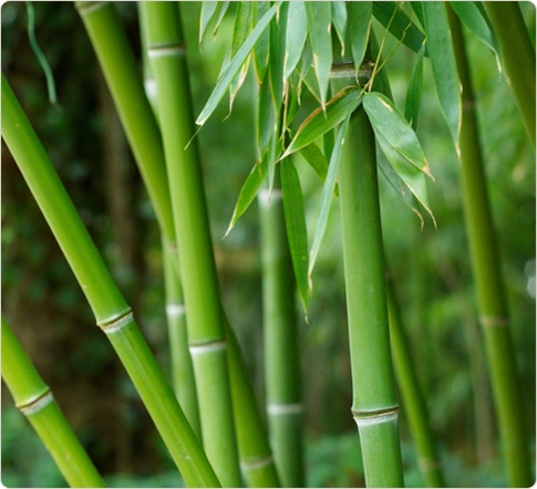  POKOK BULUH  Koleksi Gambar Video Gambar Video 