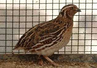 Burung Puyuh Koleksi Gambar Video Gambar Video Forum
