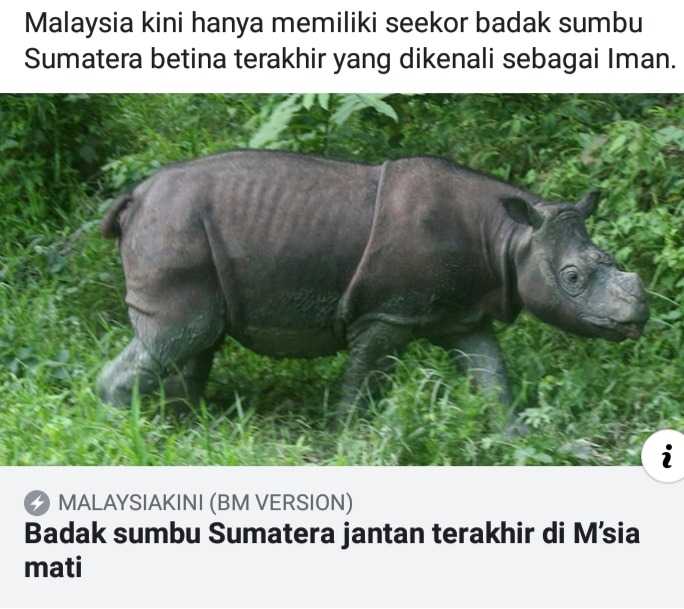 Badak sumbu Sumatera jantan terakhir di Mu0027sia mati - Isu Semasa 