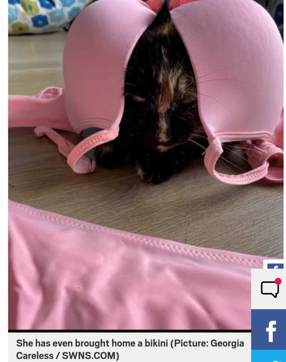 Kucing Nakal Curi Pakaian Jiran termasuk coli dan bikini Buat 