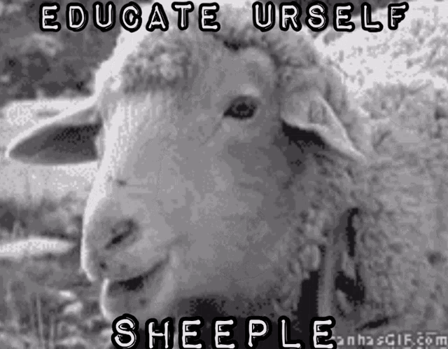 sheeple-sheep.gif