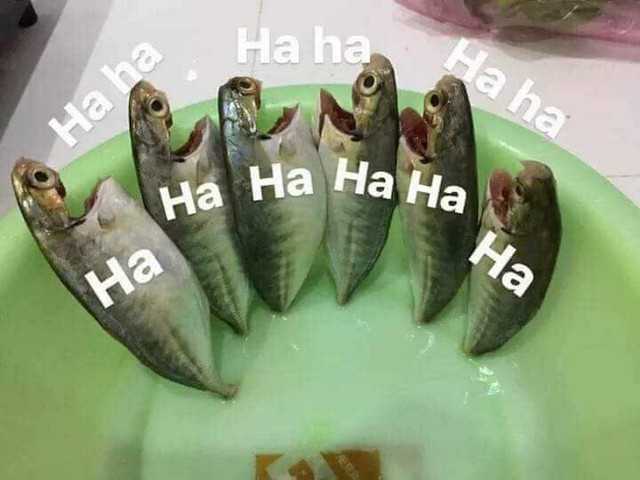 ikan-ketawa.jpg