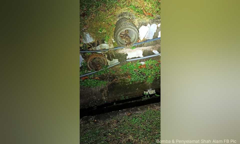 Induk, 28 anak ular sawa ditangkap dalam longkang restoran