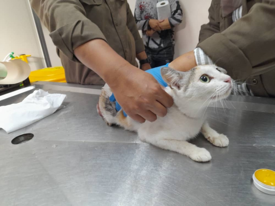 JPV buka kertas siasatan kes gantung kucing belakang pikap