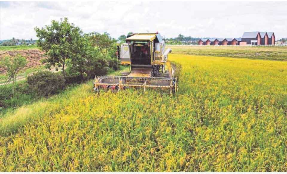 Pesawah lega harga belian padi naik kepada RM1,300 satu tan