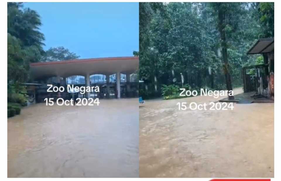 Zoo Negara banjir lagi, kasihan haiwan