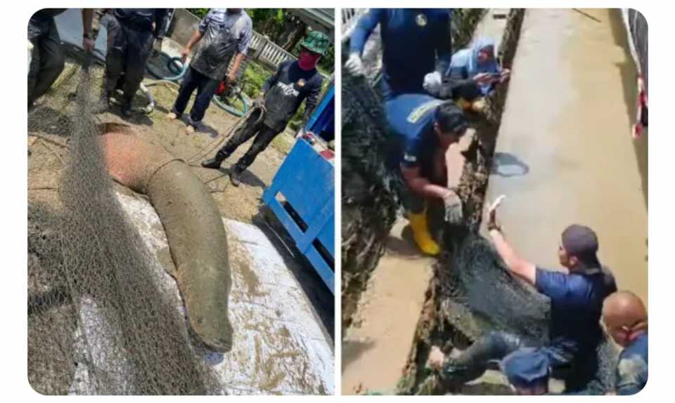 Penduduk kampung sedih ikan arapaima mati