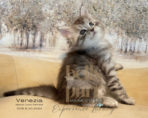 Find your perfect Maine Coon Kitten For Sale at Bellspurr Maine Coons.