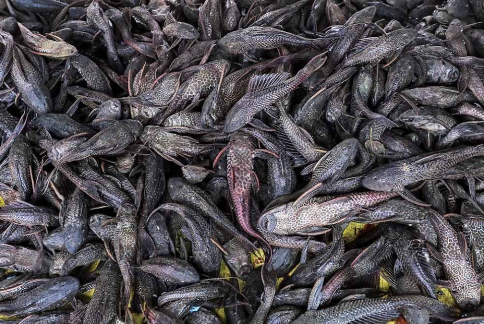 Lima tan ikan bandaraya ditangkap dalam tempoh sebulan