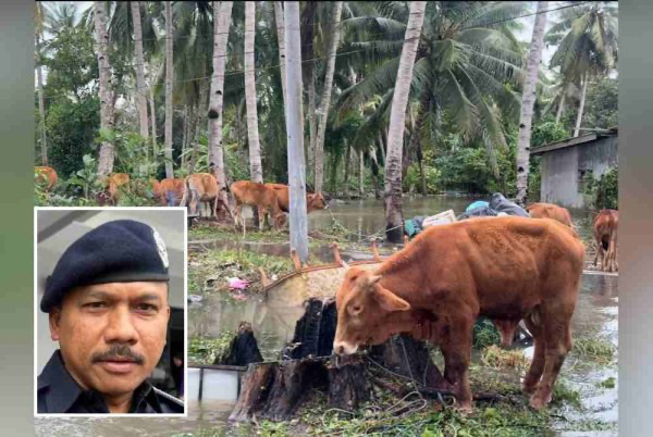 Edisi Tengkujuh: Dua warga emas lemas ketika pantau haiwan ternakan