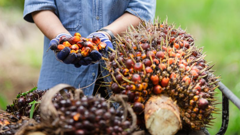 Harga minyak sawit dijangka sekitar RM4,000 satu tan tahun ini - Pakar