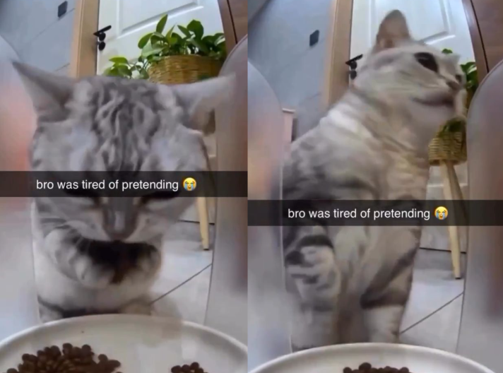 Ramai terkejut tengok kucing pandai makan guna tangan