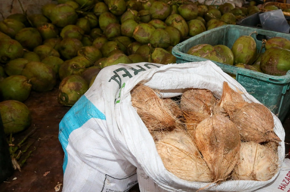 RM3.1 juta nilai kelapa cuba diseludup keluar dirampas PGA sejak Jun lalu