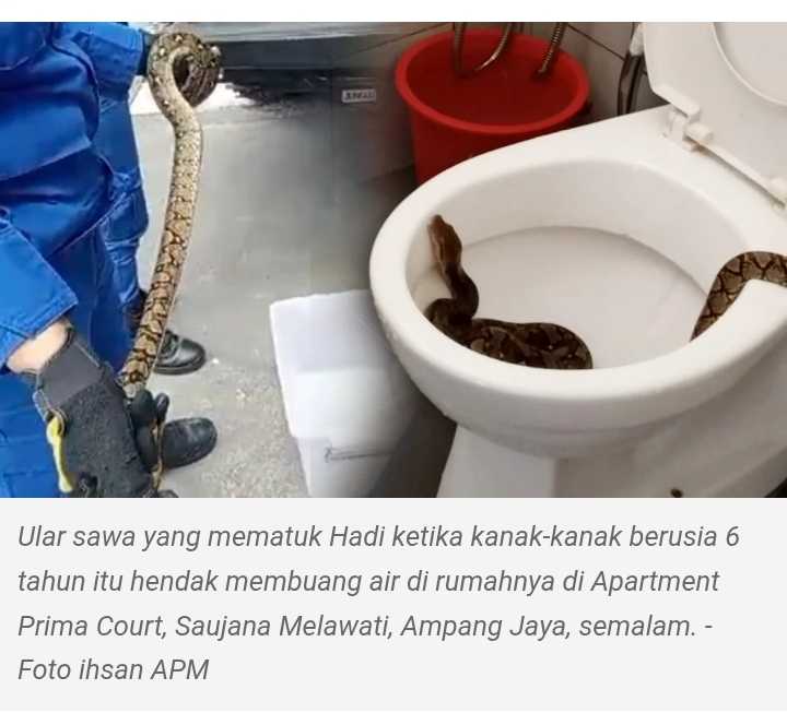 Berita malam seram:Kanak-kanak cedera dipatuk ular bersembunyi di mangkuk tandas.Sila check sebelum berak