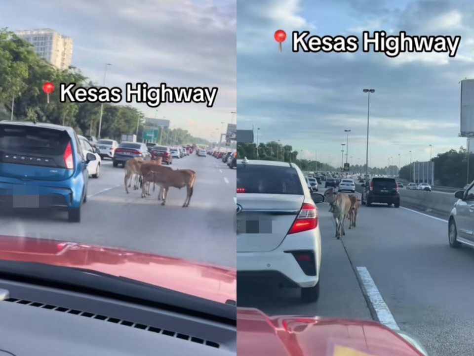 Lembu siapa buat ‘roadblock’ di lebuh raya KESAS?