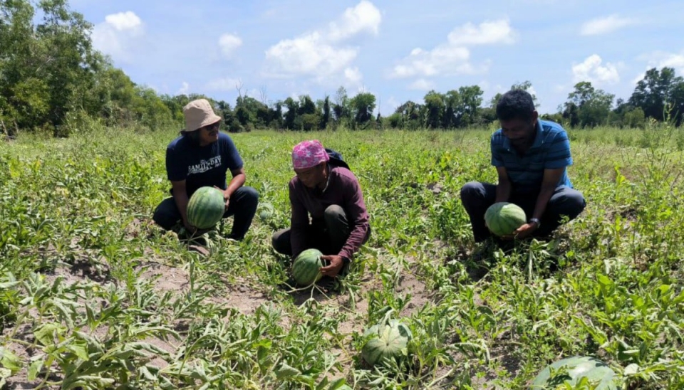 Harga tembikai jatuh, pekebun risau tidak pulang modal