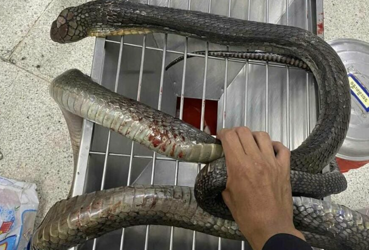 Dipatuk masa cari cendawan, wanita bunuh ular kong cobra dengan tangan sendiri