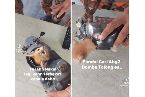 Tuan kucing cemas datang ke balai, ‘Oyen’ tersekat dalam lampu kereta